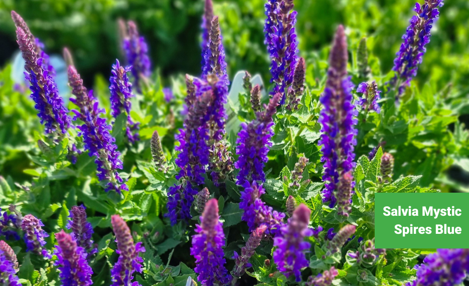 Salvia Mystic Spires Blue with tall flower spikes